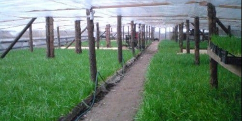 Uzgoj luka kao posao: isplativost, troškovi i potrebna oprema